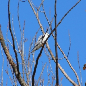 Elanus axillaris at Fyshwick, ACT - 18 Jul 2024