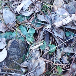 Corysanthes hispida at Aranda, ACT - 13 Jul 2024