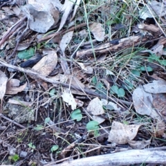 Corysanthes hispida at Aranda, ACT - 13 Jul 2024