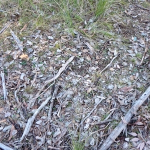 Corysanthes hispida at Aranda, ACT - 13 Jul 2024