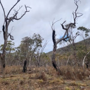 Eucalyptus bridgesiana at Booth, ACT - 16 Jul 2024