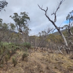 Eucalyptus bridgesiana at Booth, ACT - 16 Jul 2024