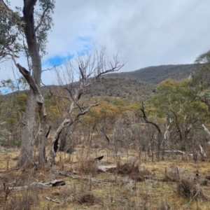 Eucalyptus bridgesiana at Booth, ACT - 16 Jul 2024