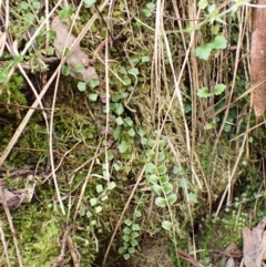 Asplenium flabellifolium (Necklace Fern) at Aranda, ACT - 17 Jul 2024 by CathB