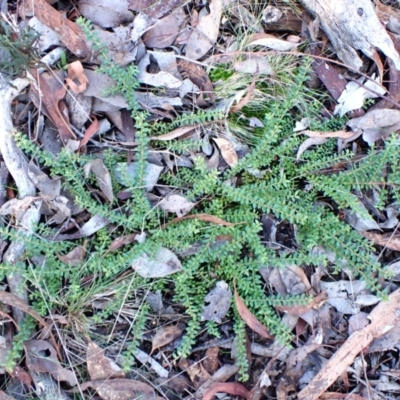 Leucopogon microphyllus var. pilibundus at Cook, ACT - 13 Jul 2024 by CathB