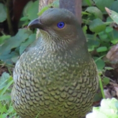 Ptilonorhynchus violaceus (Satin Bowerbird) at Narrabundah, ACT - 18 Jul 2024 by RobParnell