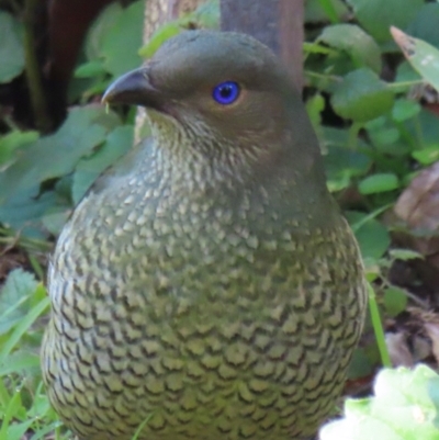 Ptilonorhynchus violaceus (Satin Bowerbird) at Narrabundah, ACT - 18 Jul 2024 by RobParnell