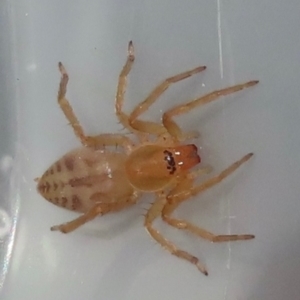 Clubiona sp. (genus) at Narrabundah, ACT - 18 Jul 2024