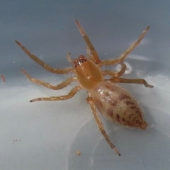 Clubiona sp. (genus) at Narrabundah, ACT - 18 Jul 2024