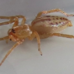 Clubiona sp. (genus) at Narrabundah, ACT - 18 Jul 2024