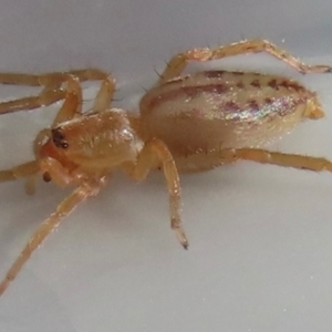 Clubiona sp. (genus) at Narrabundah, ACT - 18 Jul 2024