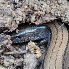 Hemiergis talbingoensis (Eastern Three-toed Earless Skink) at Collector, NSW - 18 Jul 2024 by trevorpreston