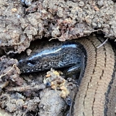 Hemiergis talbingoensis (Eastern Three-toed Earless Skink) at Collector, NSW - 18 Jul 2024 by trevorpreston