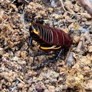 Platyzosteria similis at Collector, NSW - 18 Jul 2024