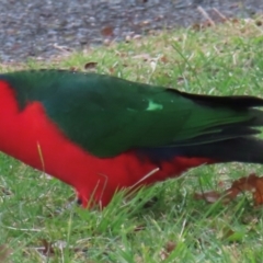 Alisterus scapularis (Australian King-Parrot) at Griffith, ACT - 17 Jul 2024 by RobParnell