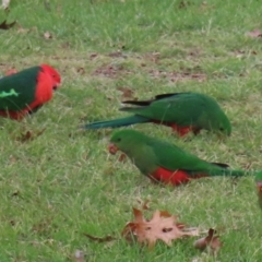 Alisterus scapularis at Griffith, ACT - 17 Jul 2024