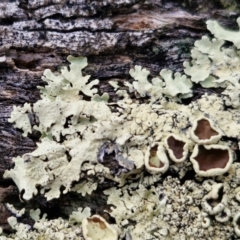 Flavoparmelia sp. (Flavoparmelia Lichen) at Collector, NSW - 18 Jul 2024 by trevorpreston