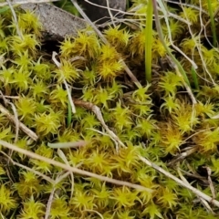 Unidentified Moss, Liverwort or Hornwort at Collector, NSW - 18 Jul 2024 by trevorpreston