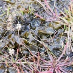 Nostoc sp. (genus) at Collector, NSW - 18 Jul 2024