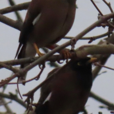 Acridotheres tristis (Common Myna) at Fyshwick, ACT - 16 Jul 2024 by RobParnell