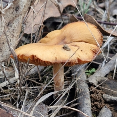 Unidentified Cap on a stem; gills below cap [mushrooms or mushroom-like] at Collector, NSW - 18 Jul 2024 by trevorpreston