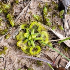 Drosera (genus) (A Sundew) at Collector, NSW - 18 Jul 2024 by trevorpreston