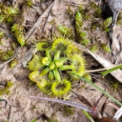 Drosera sp. (A Sundew) at Collector, NSW - 18 Jul 2024 by trevorpreston