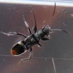 Daerlac nigricans (Ant Mimicking Seedbug) at Narrabundah, ACT - 9 Jul 2024 by RobParnell