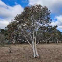 Eucalyptus pauciflora subsp. pauciflora (White Sally, Snow Gum) at Collector, NSW - 18 Jul 2024 by trevorpreston