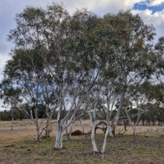 Eucalyptus pauciflora subsp. pauciflora at Collector, NSW - 18 Jul 2024