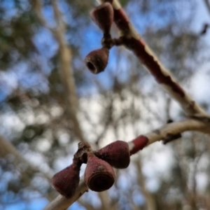 Eucalyptus pauciflora subsp. pauciflora at Collector, NSW - 18 Jul 2024