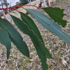 Eucalyptus pauciflora subsp. pauciflora at Collector, NSW - 18 Jul 2024 03:13 PM