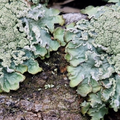 Unidentified Lichen at Collector, NSW - 18 Jul 2024 by trevorpreston