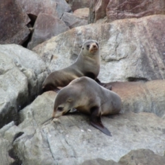 Arctocephalus pusillus doriferus (Australian Fur-seal) at Fortescue, TAS - 1 Mar 2015 by MB