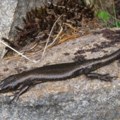 Unidentified Skink at Cradle Mountain, TAS - 14 Feb 2012 by MB