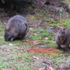 Thylogale billardierii (Tasmanian pademelon) at Cradle Mountain, TAS - 11 Feb 2012 by MB
