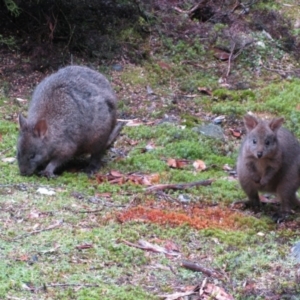 Thylogale billardierii at Cradle Mountain, TAS - 11 Feb 2012