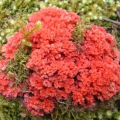 Ramaria sp. (genus) (A Coral fungus) at Lake Saint Clair, TAS - 16 Feb 2012 by MB