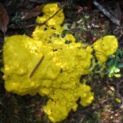 Fuligo septica at Lake Saint Clair, TAS - 16 Feb 2012 by MB