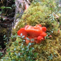 Aurantiporus pulcherrimus (Strawberry bracket) at Southwest, TAS - 4 Mar 2008 by MB