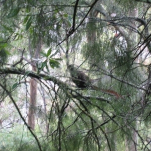 Menura novaehollandiae at Harrietville, VIC - 25 Jun 2008