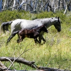 Equus caballus (Brumby, Wild Horse) at Yarrangobilly, NSW - 16 Jan 2018 by MB