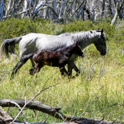 Equus caballus (Brumby, Wild Horse) at Yarrangobilly, NSW - 16 Jan 2018 by MB