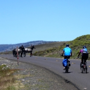 Equus caballus at Kiandra, NSW - suppressed