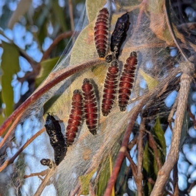 Delias harpalyce (Imperial Jezebel) at Kambah, ACT - 18 Jul 2024 by HelenCross