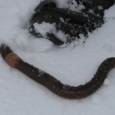 Oligochaeta (class) (Unidentified earthworm) at Pilot Wilderness, NSW - 14 Oct 2009 by MB