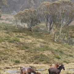 Equus caballus (Horse, Feral Horse) at Pilot Wilderness, NSW - 14 Oct 2009 by MB