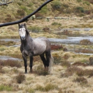 Equus caballus at Pilot Wilderness, NSW - suppressed