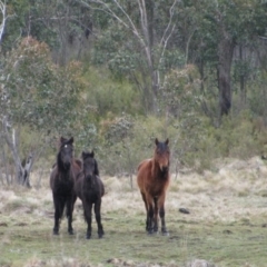 Equus caballus (Horse, Feral Horse) at Pilot Wilderness, NSW - 16 Oct 2009 by MB