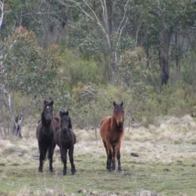 Equus caballus (Horse, Feral Horse) at Pilot Wilderness, NSW - 16 Oct 2009 by MB